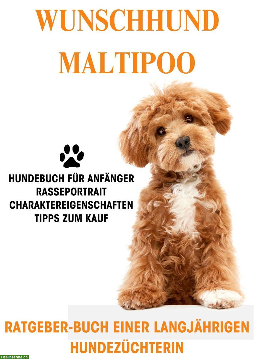 Hunderatgeber Maltipoo, Malteser x Kleinpudel, Rasseportrait, Welpenkauf