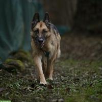 Schäferhund Rüde Cäsar nach Schicksalsschlag wieder bei uns