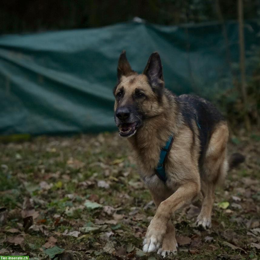 Bild 2: Schäferhund Rüde Cäsar nach Schicksalsschlag wieder bei uns