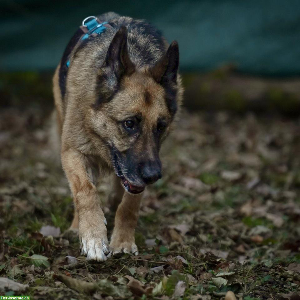 Bild 3: Schäferhund Rüde Cäsar nach Schicksalsschlag wieder bei uns