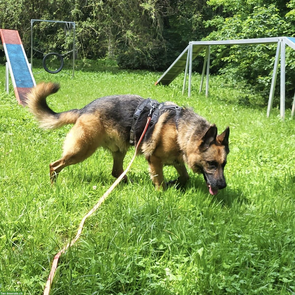 Bild 4: Schäferhund Rüde Cäsar nach Schicksalsschlag wieder bei uns