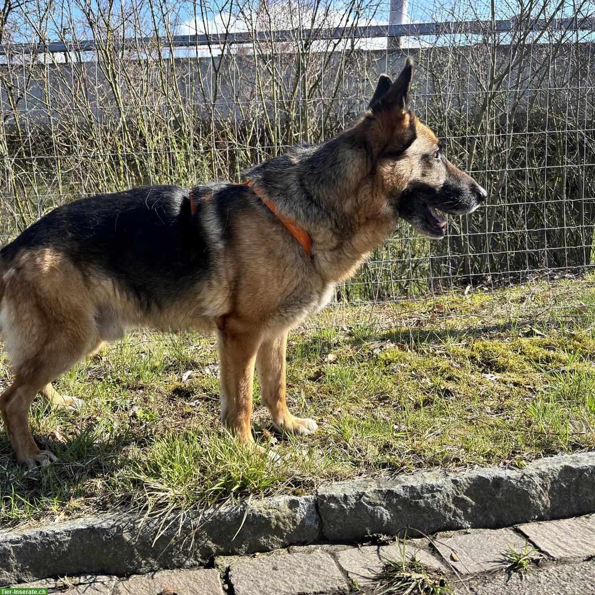 Bild 5: Schäferhund Rüde Cäsar nach Schicksalsschlag wieder bei uns