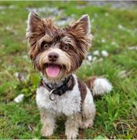 Biro Yorkshire Terrier Deckrüde