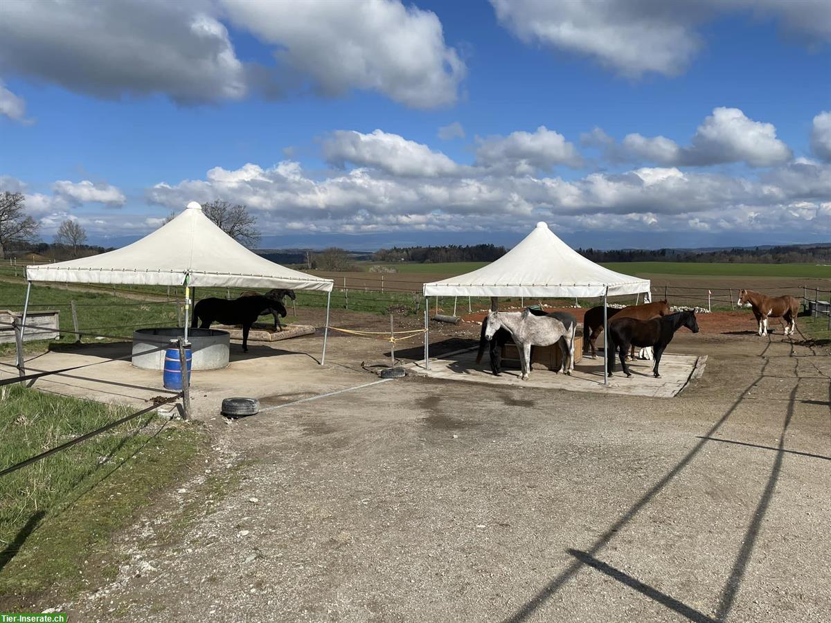 Bild 2: Pferde Plätze frei in Paddock Trail in Uttewil bei Bösingen, 20 Min. ab Bern