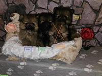 Zwergspitz / Pomeranian Welpen mit Papieren zu verkaufen