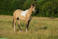 Hübsche Paint Horse Stute in Dunskin Tobiano