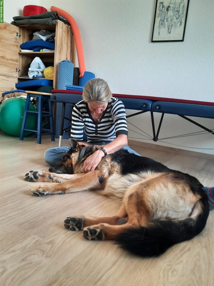 Feldenkrais-Workshop für Mensch-Hund-Teams