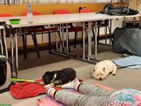 Feldenkrais-Workshop für Mensch-Hund-Teams