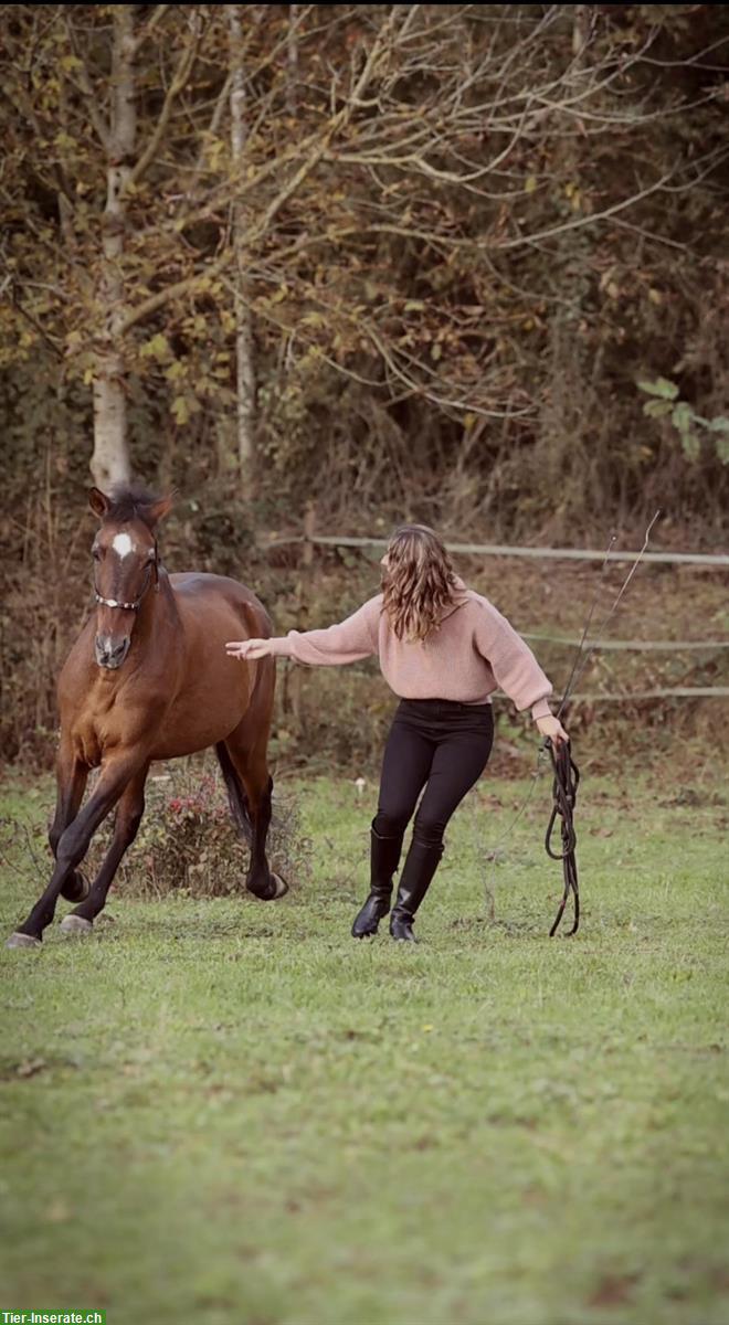 Bild 2: Ganzheitliches 🐴Pferdetraining / Zirzensik / Bodenarbeit