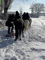 Reitbeteiligung auf Pferdehof im Thurgau