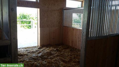 Bild 2: Freie Auslaufboxe und Fensterboxe in Winikon LU