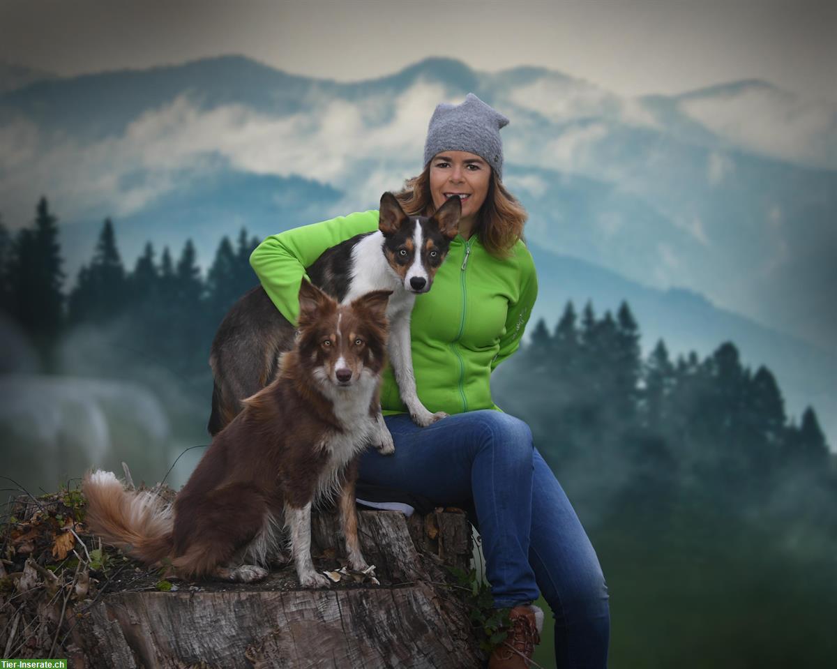 Bild 2: Hundebetreuung und Dogsitting | From Goat Mountain