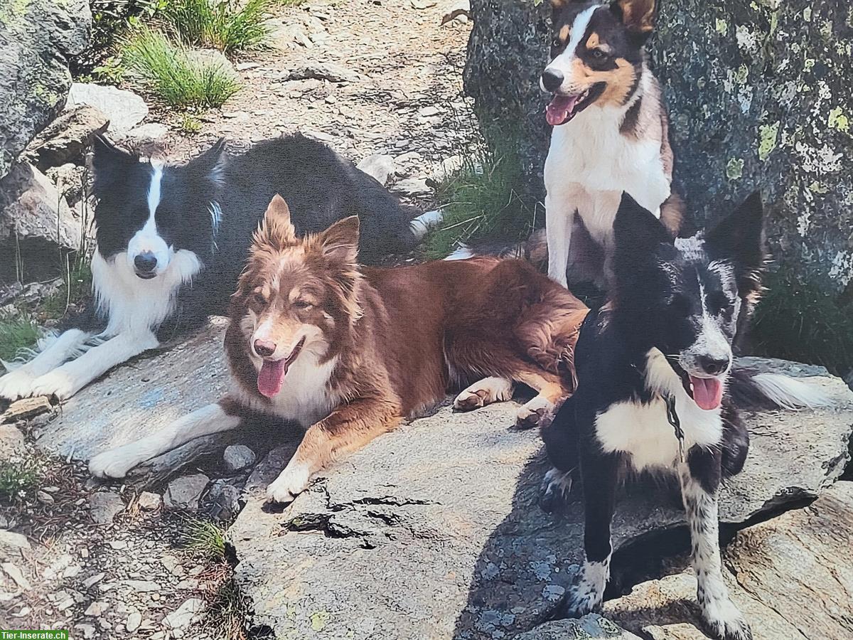 Bild 6: Hundebetreuung und Dogsitting | From Goat Mountain