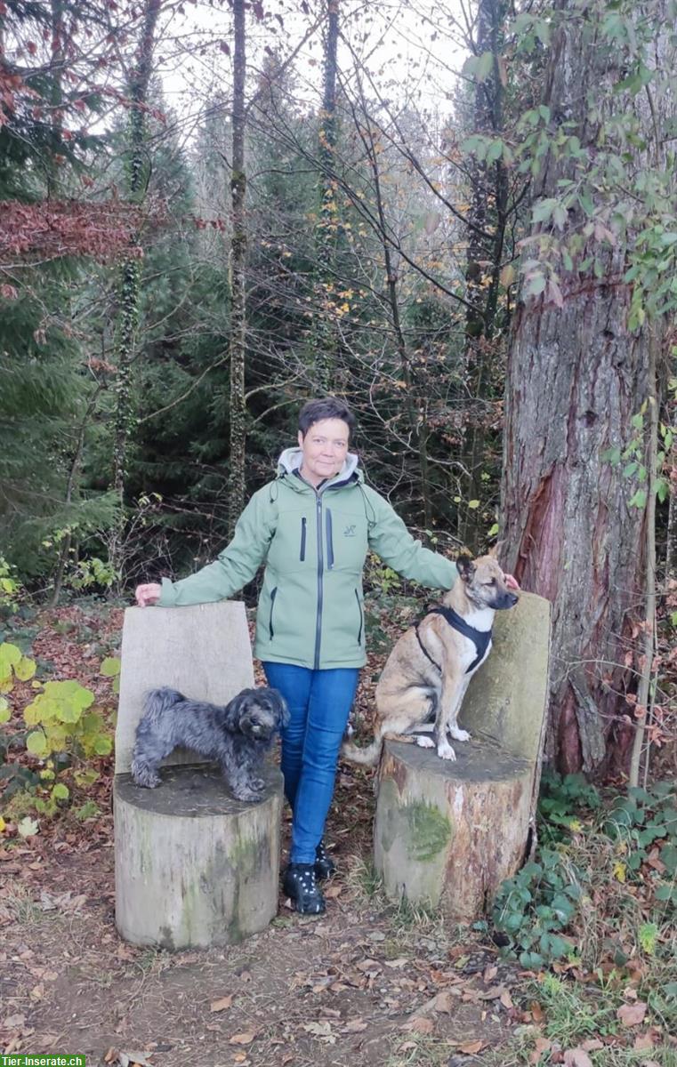 Hundebetreuung bei Ferienabwesenheit in Nürensdorf