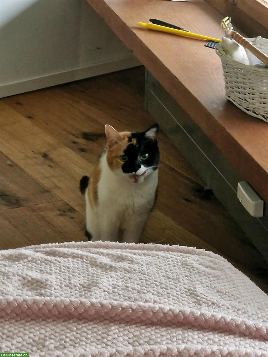 Bild 9: Katzenferienbetreuung / Katzenferienservice, Aarau Region