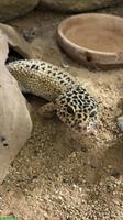 1.0 Leopardgecko aus CH-Nachzucht sucht neues Zuhause