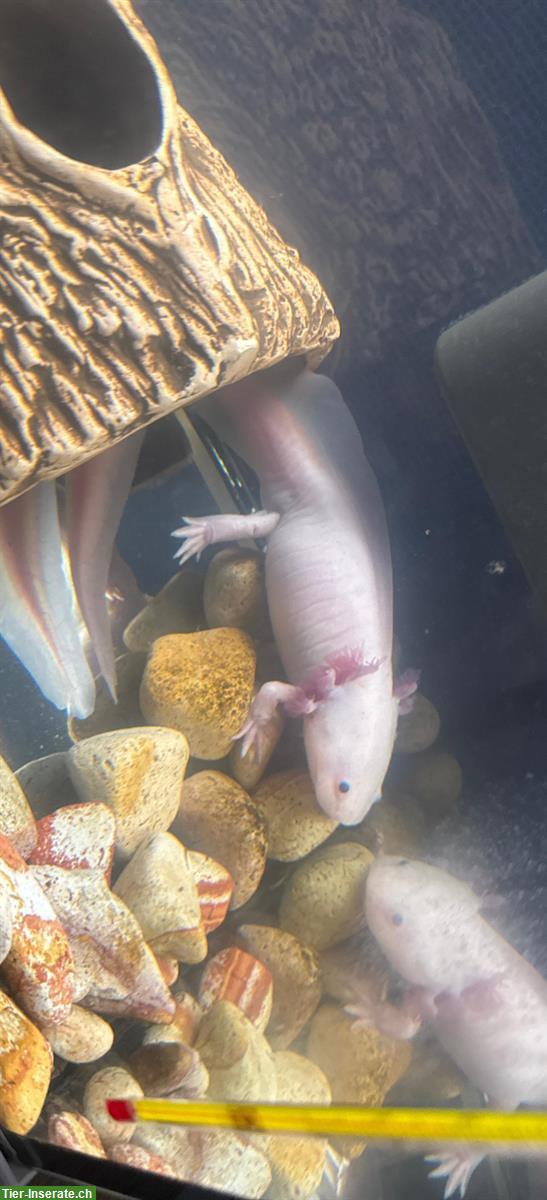 Bild 3: Axolotl, Ambystoma mexicanum, verschiedene Farben