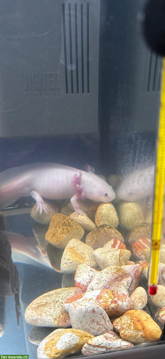 Bild 4: Axolotl, Ambystoma mexicanum, verschiedene Farben