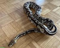 Python regius Pastave Weibchen