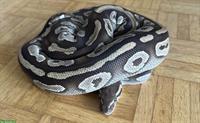 Python regius Mojave Weibchen