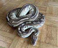 Python regius Butterpastel Männchen