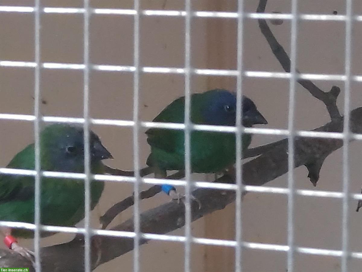Bild 2: Dreifarbige Papageiamadinen Männchen und Weibchen