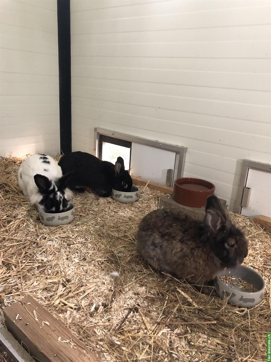 Bild 4: Katzenbetreuung und Kleintier Ferienbetreuung bei Ihnen zuhause