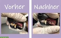 Zahnsteinentfernung für Hunde ohne Narkose