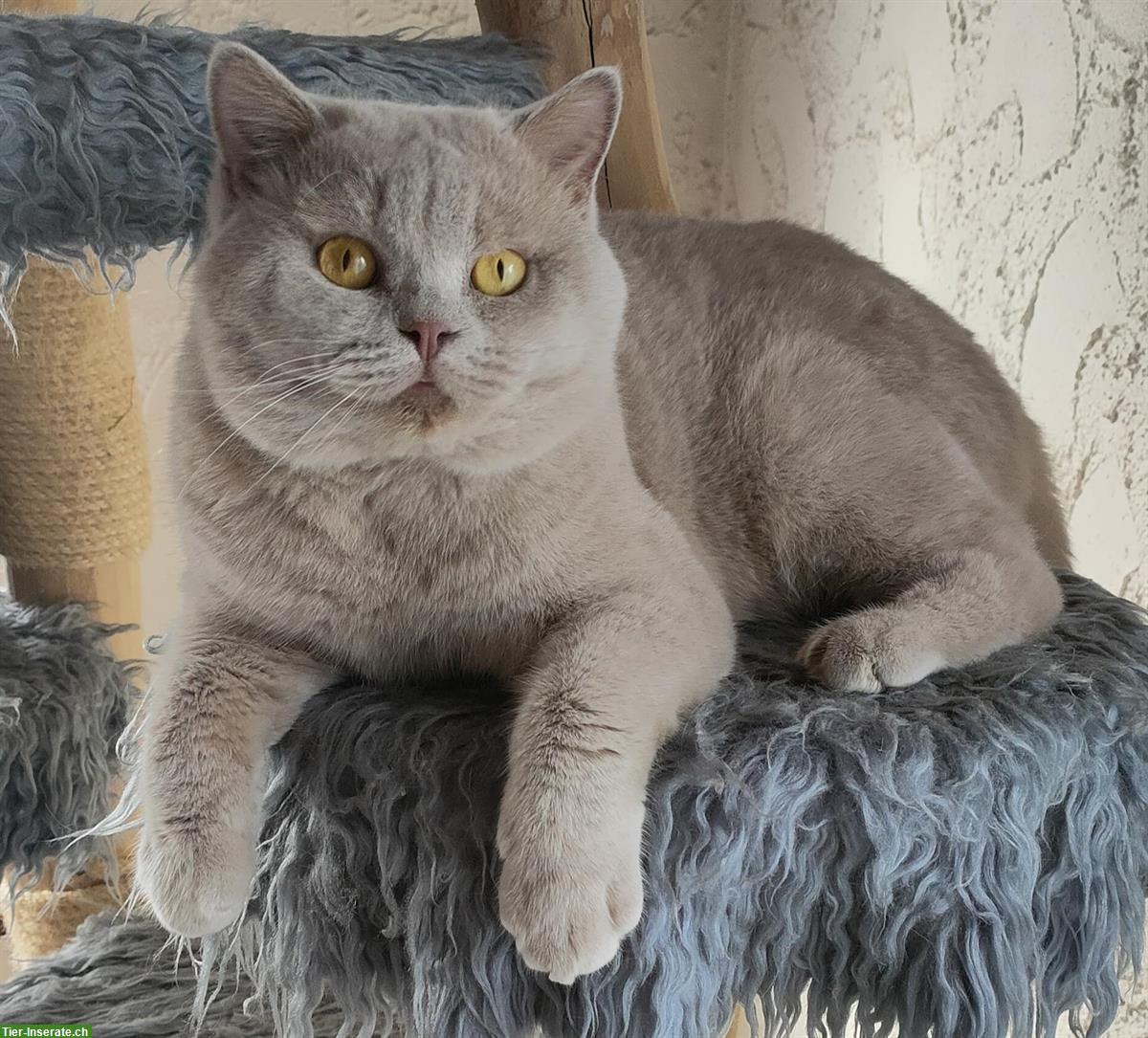 Bild 4: BKH Deckkater mit Stammbaum in lilac