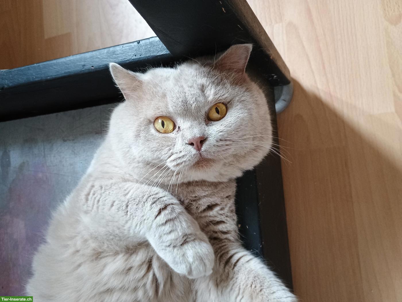 Bild 5: BKH Deckkater mit Stammbaum in lilac