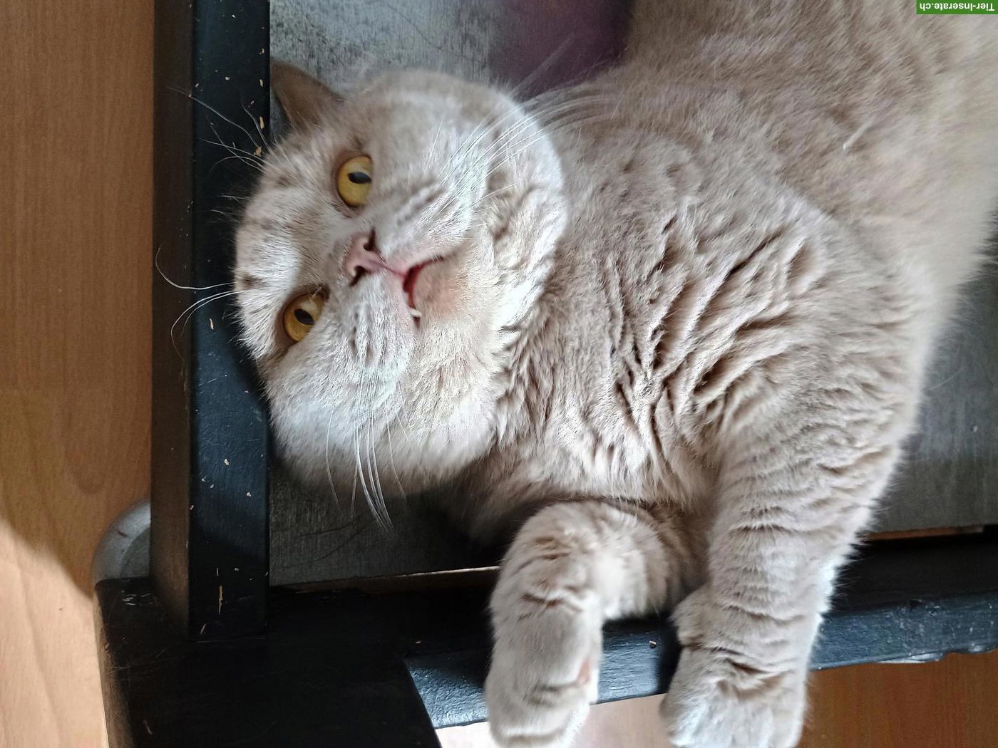 Bild 6: BKH Deckkater mit Stammbaum in lilac