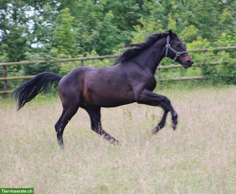 Bild 2: Oldenburger Junghengst ideal für kleinere Reiter