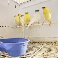 Paduaner Kanarienvögel mit oder ohne Haube