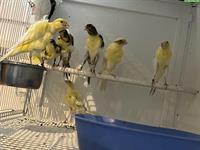 Südholländer Frise Kanarienvögel zu verkaufen