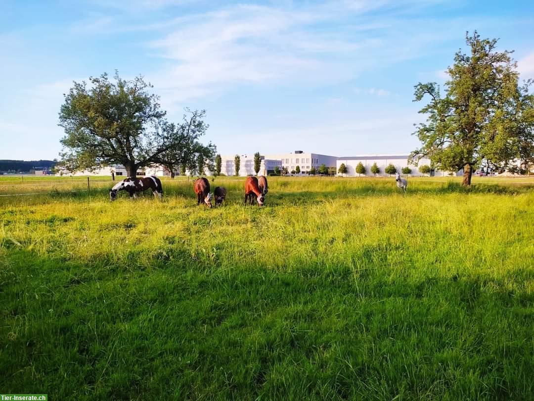 Bild 4: Freie Pferdepensionsplätze in Emmen LU