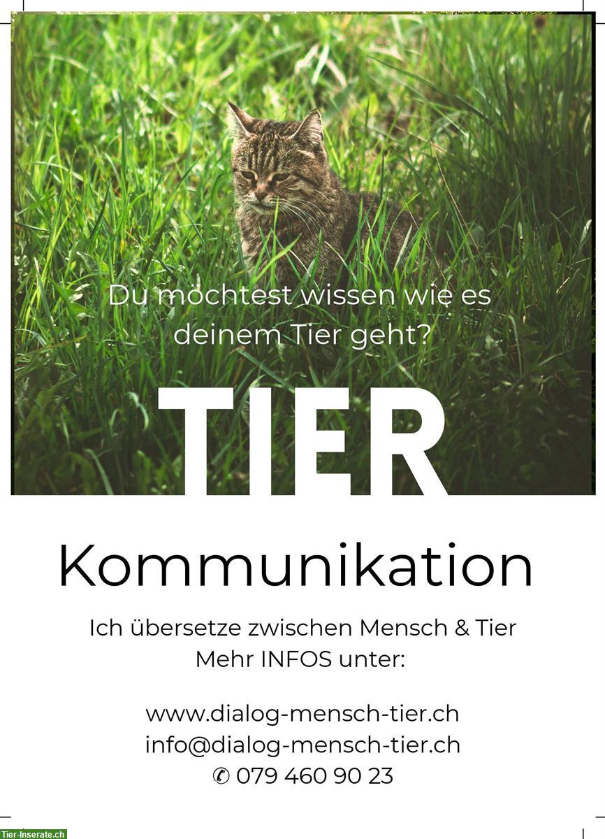 Tierkommunikation - Hast du eine Frage an dein Tier?