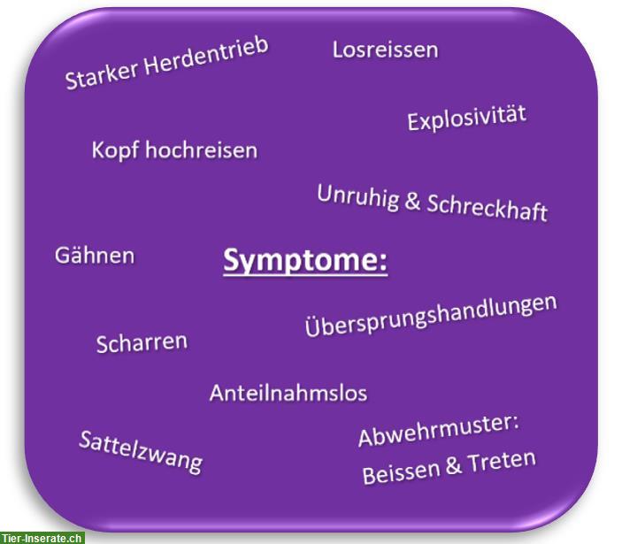 Bild 2: Pferdepsychologie - Grundlagentraining nach Ameruoso