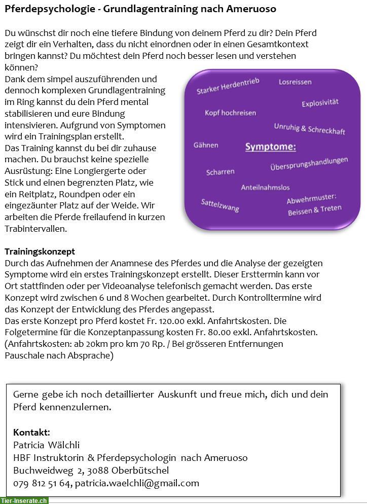 Bild 3: Pferdepsychologie - Grundlagentraining nach Ameruoso