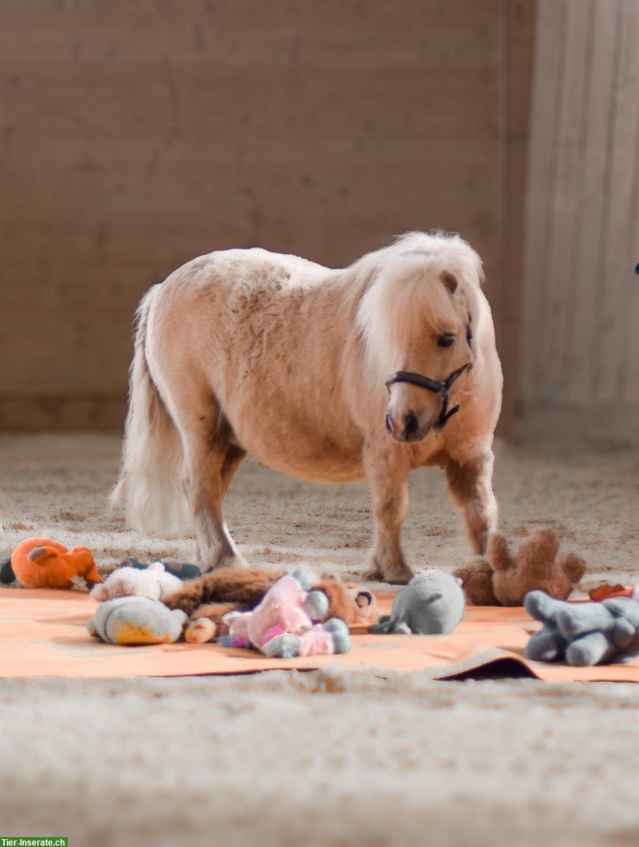 Bild 6: Pflegepferd/Pflegebeteiligung an vielseitigen Mini Shettys