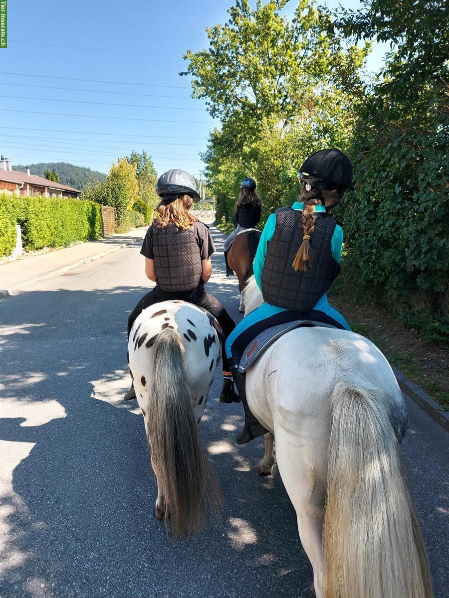 Ponyreitschule Ponytröimli - Ausreiten mit Ponys und Reitunterricht