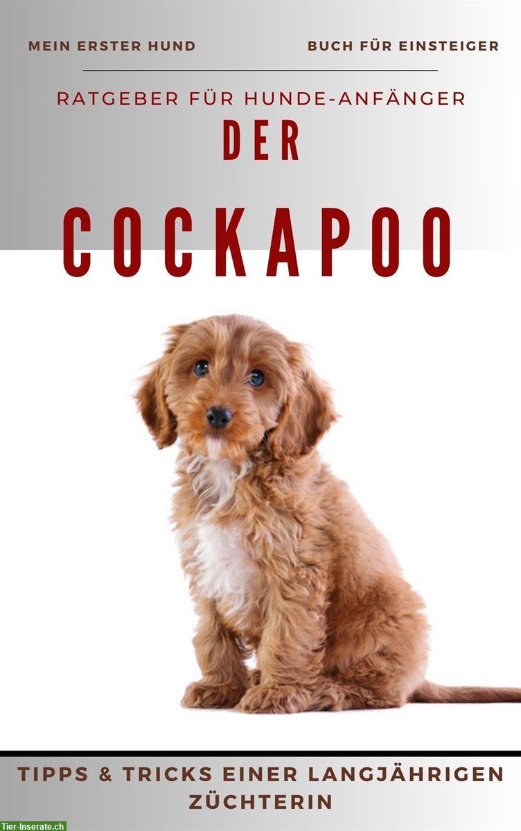 Hunderatgeber: Der Cockapoo, Cocker Spaniel x Pudel, Rassebeschreibung