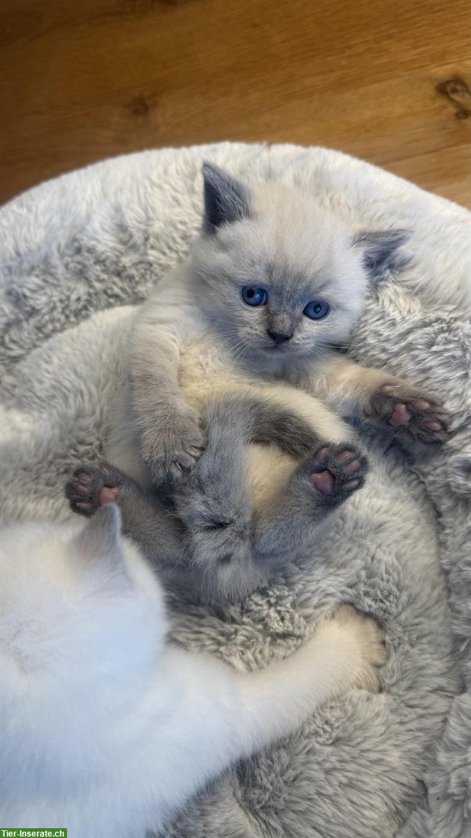 Bild 5: Junge Katzen, BKH Kitten, reinrassig, Katzenbaby