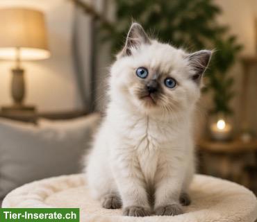 Bild 6: Junge Katzen, BKH Kitten, Katzenbaby zu verkaufen