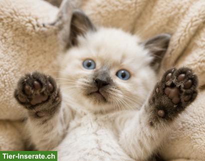 Bild 7: Junge Katzen, BKH Kitten, Katzenbaby zu verkaufen