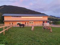 Pferdebox mit viel Auslauf in Fraxern im Vorarlberg
