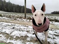 4-jährige Mini Bullterrier Fluffy sucht ihr Zuhause