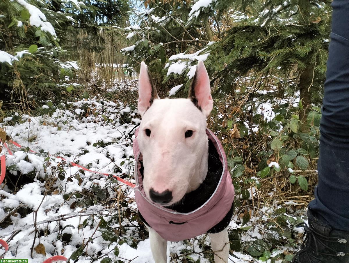 Bild 2: 4-jährige Mini Bullterrier Fluffy sucht ihr Zuhause