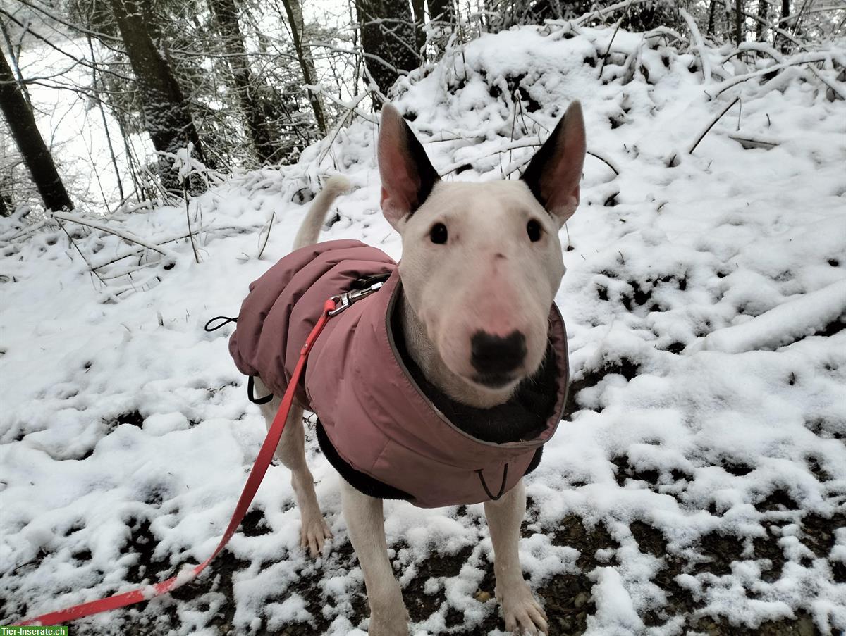 Bild 3: 4-jährige Mini Bullterrier Fluffy sucht ihr Zuhause