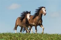 3 wunderschöne Welsh-A Ponys zu verkaufen
