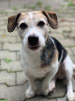Jack Russel Terrier Hund Milow sucht Traumfrau